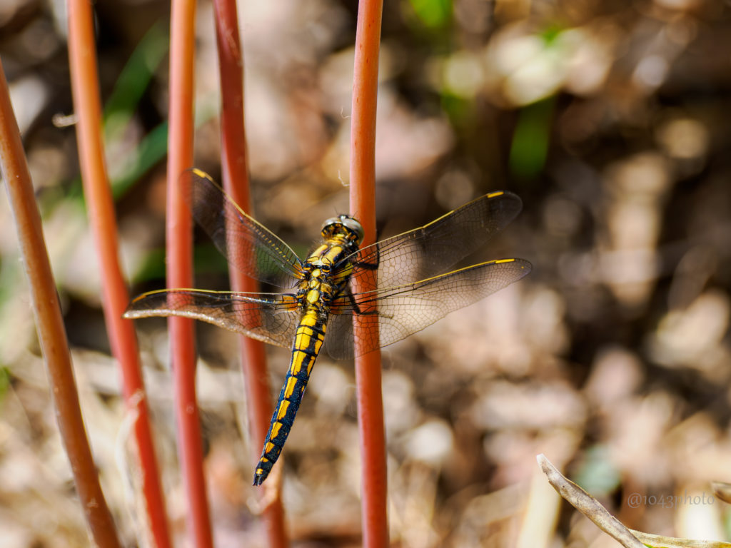 シオヤトンボのメス