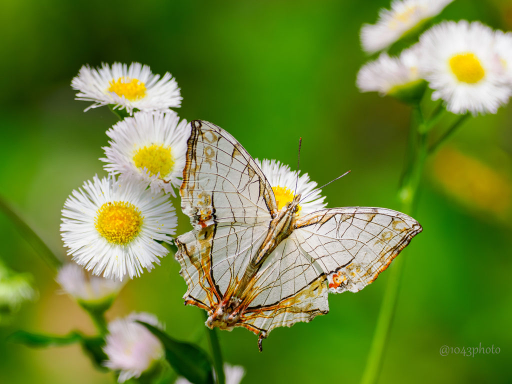 イシガケチョウ