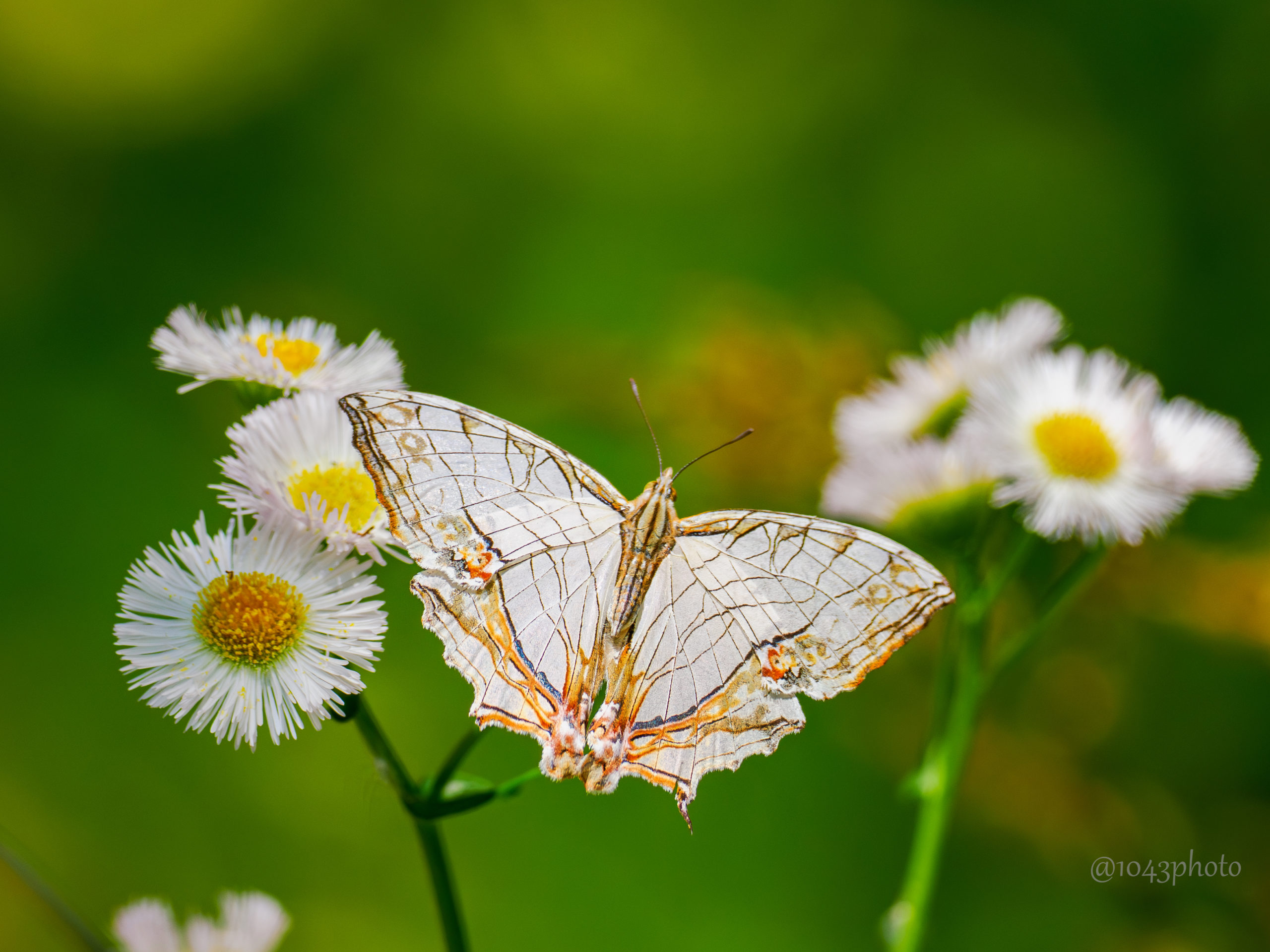 イシガケチョウ