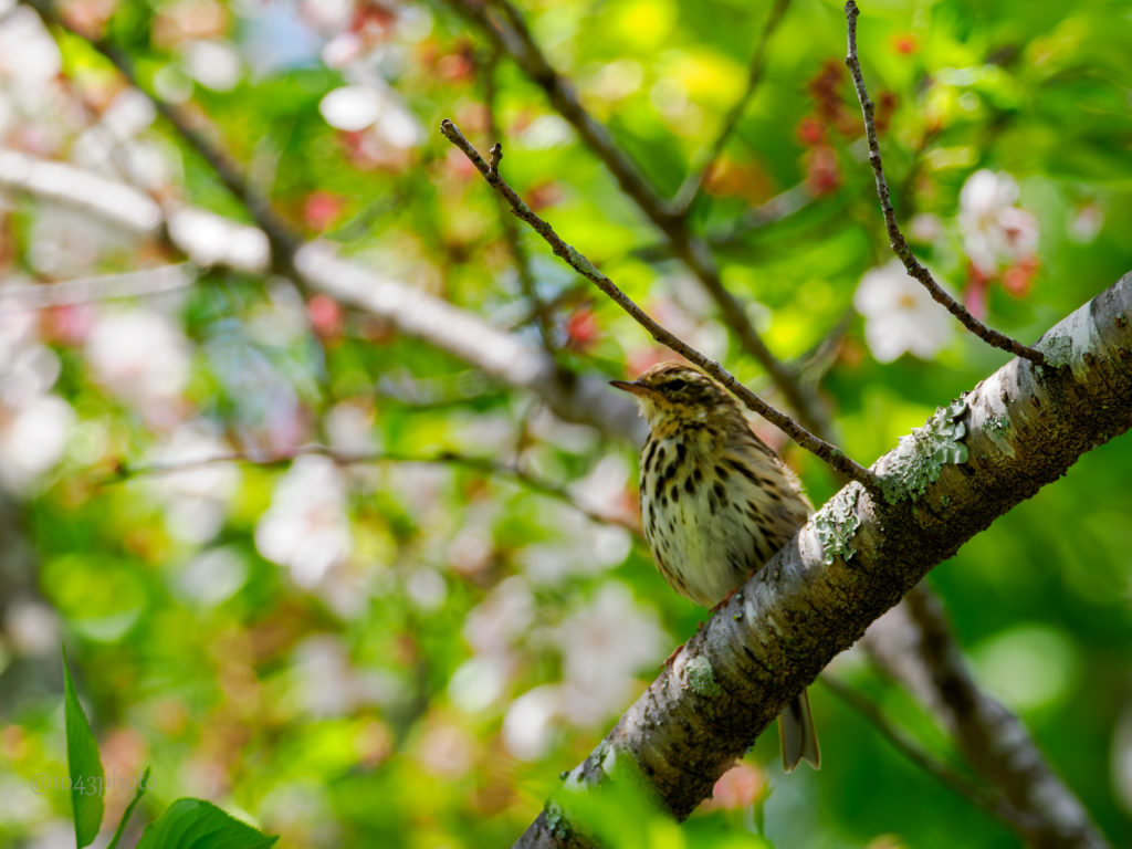 何かの幼鳥らしい