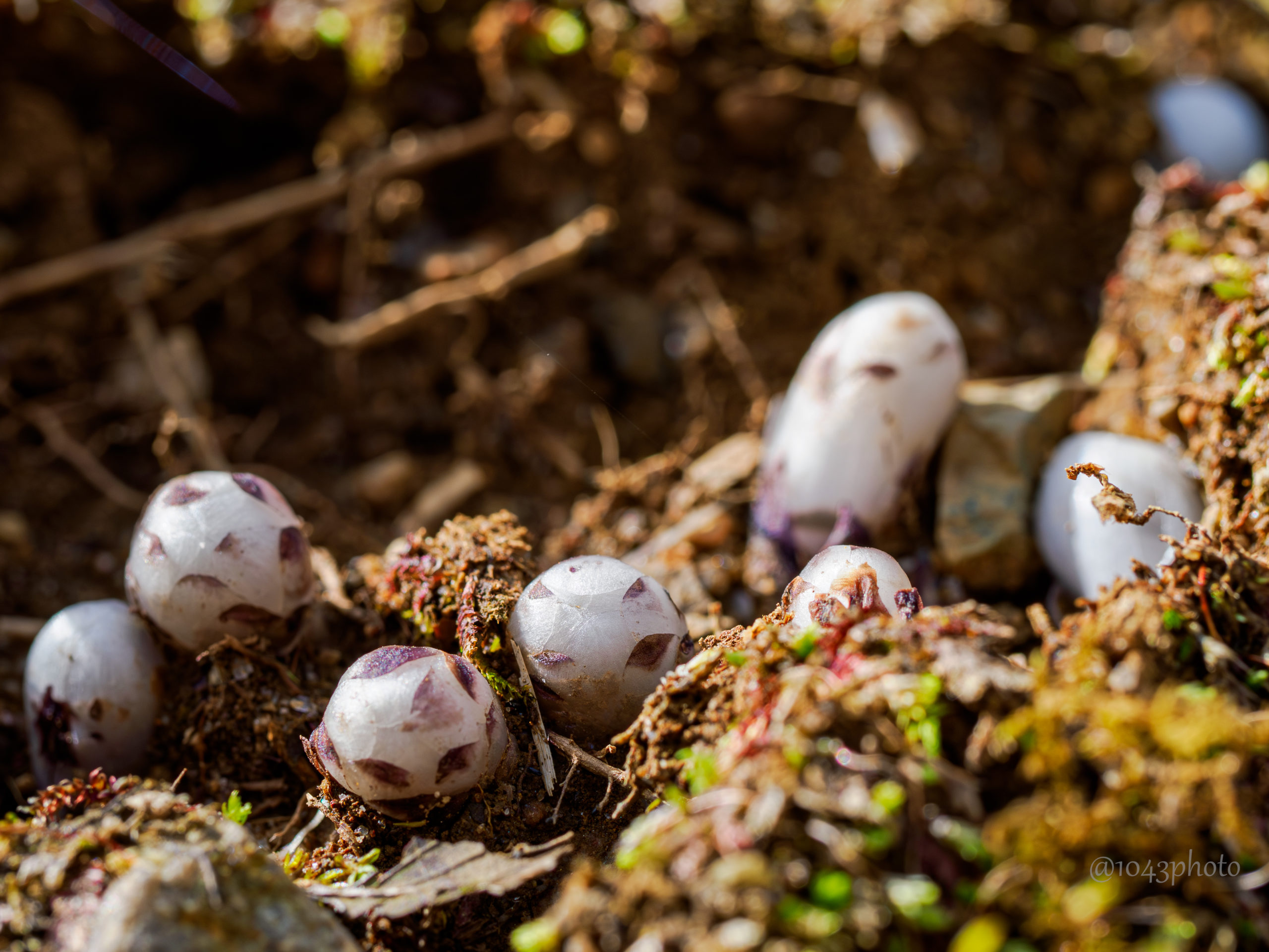 ギンリョウソウの芽